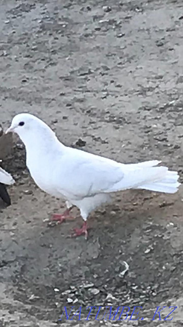 broad-tailed pigeon Atyrau - photo 2