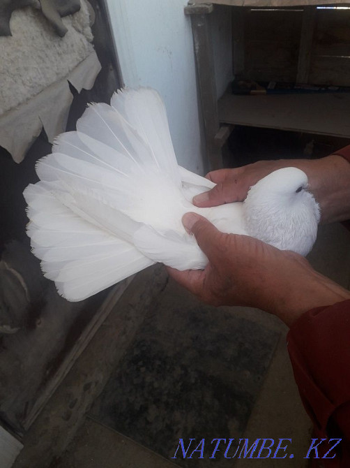 broad-tailed pigeon Atyrau - photo 1