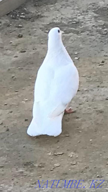 broad-tailed pigeon Atyrau - photo 3