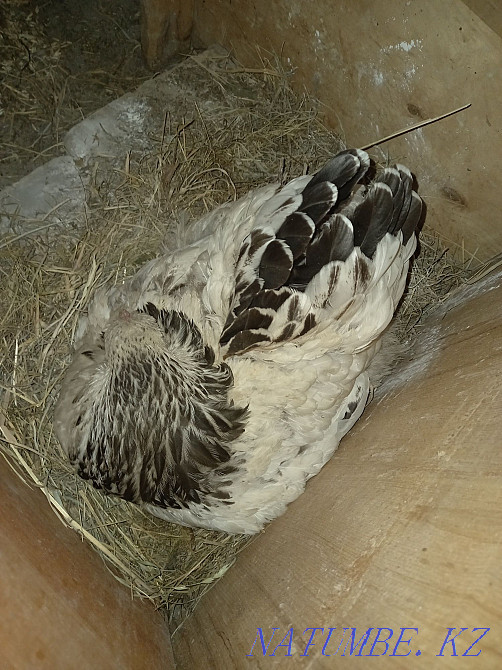 Chicken kvochka brahm selling Esik - photo 1