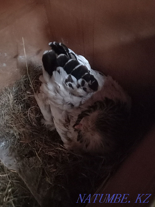 Chicken kvochka brahm selling Esik - photo 3