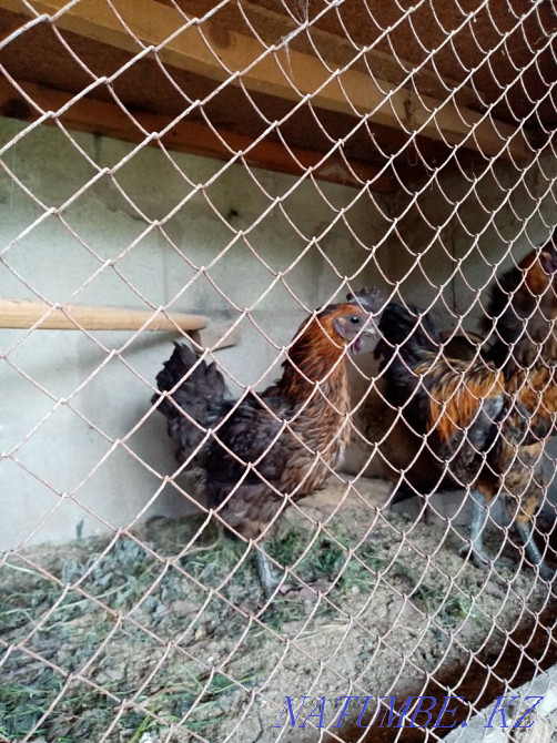 Lacedanzi roosters. Almaty - photo 1