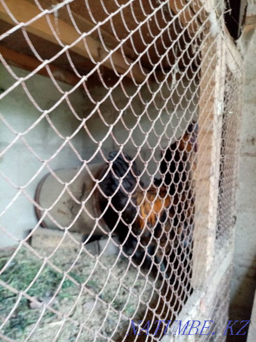 Lacedanzi roosters. Almaty - photo 2