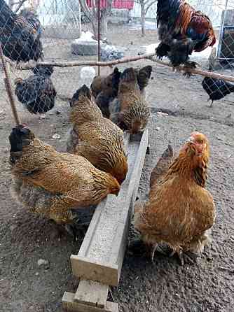 Инкубационные Яйца цыплята 250 тенге Талгар