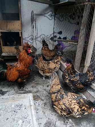 Инкубационные Яйца цыплята 250 тенге  Талғар 