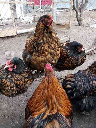 Инкубационные Яйца цыплята 250 тенге Талгар