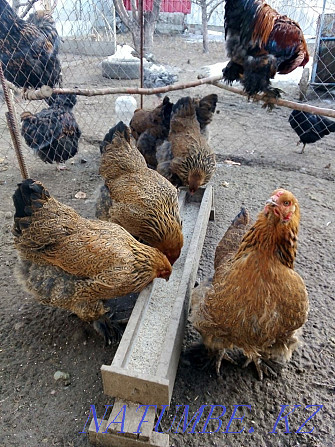 Hatching Eggs of a chicken 250 tenge Urochishche Talgarbaytuma - photo 6