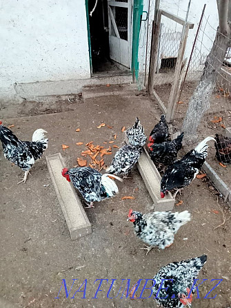 Hatching Eggs of a chicken 250 tenge Urochishche Talgarbaytuma - photo 1