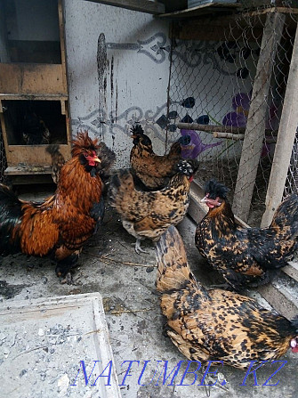 Hatching Eggs of a chicken 250 tenge Urochishche Talgarbaytuma - photo 4