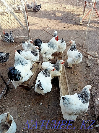 Hatching Eggs of a chicken 250 tenge Urochishche Talgarbaytuma - photo 5