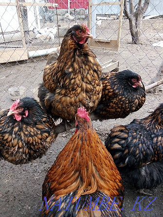 Hatching Eggs of a chicken 250 tenge Urochishche Talgarbaytuma - photo 3