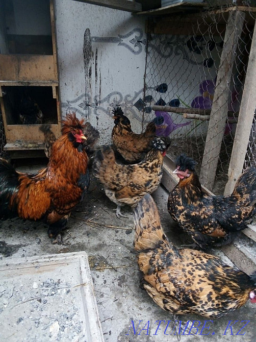 Тауықтың жұмыртқасы 250 теңге  Талғар  - изображение 4