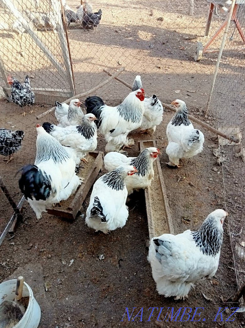 Тауықтың жұмыртқасы 250 теңге  Талғар  - изображение 5