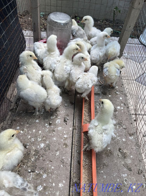 Balapandar Satylady Shymkent - photo 1