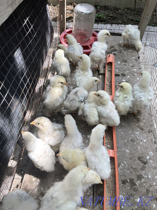 Balapandar Satylady Shymkent - photo 3