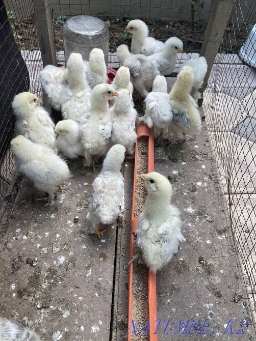 Balapandar Satylady Shymkent - photo 2