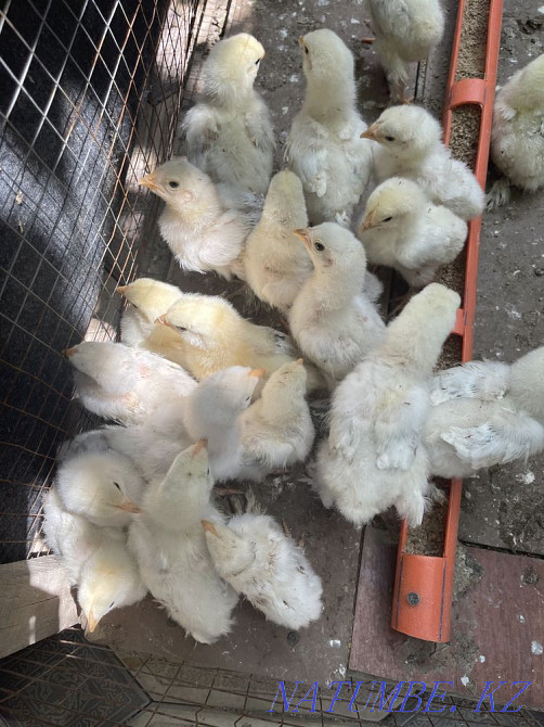 Balapandar Satylady Shymkent - photo 4