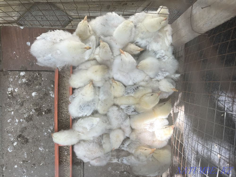 Balapandar Satylady Shymkent - photo 6