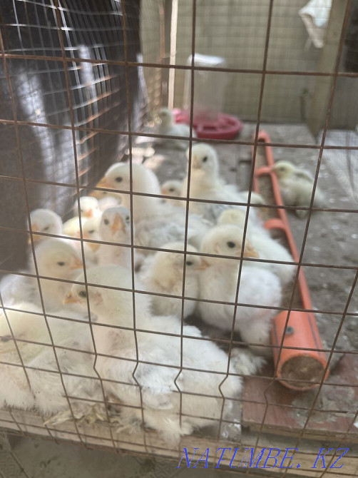 Balapandar Satylady Shymkent - photo 5