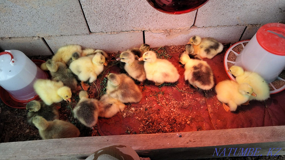 Sell Goslings 5 days  - photo 2