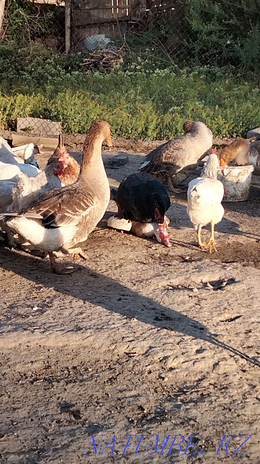 Sell Goslings 5 days  - photo 3