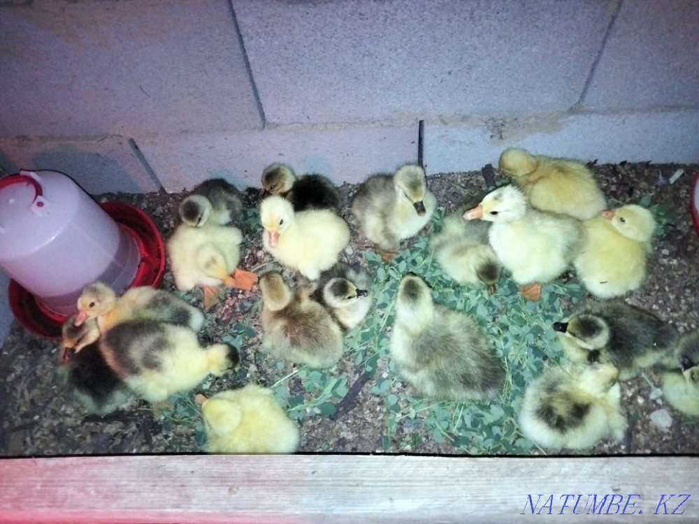 Sell Goslings 5 days  - photo 1