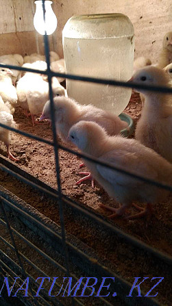 Ducklings and goslings and broilers  - photo 1