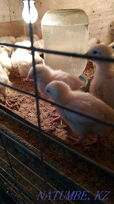 Үйректер мен қарақұйрықтар және бройлерлер  - изображение 1