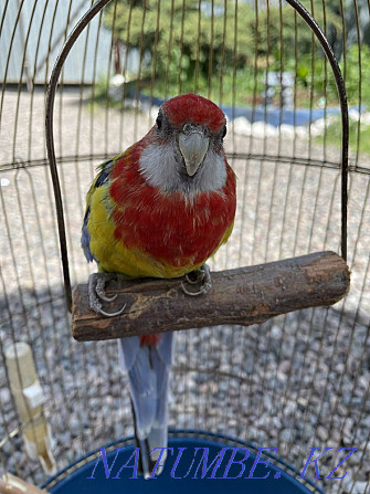 Selling parrot. Qaskeleng - photo 3