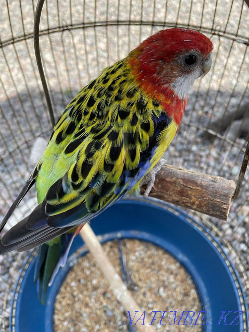 Попугая продам. Каскелен - изображение 4