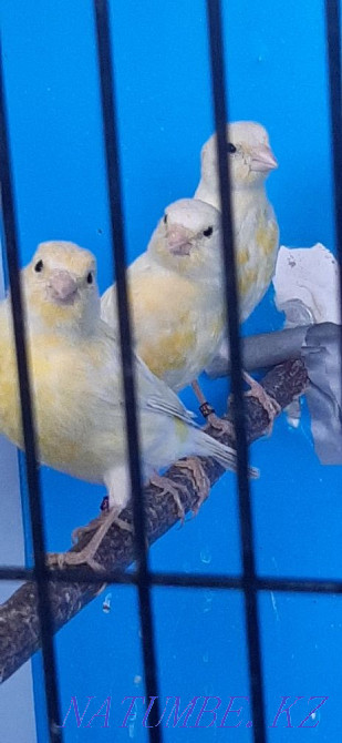 Colored canaries, yellow opal. Selling. Couple 50000 Astana - photo 1