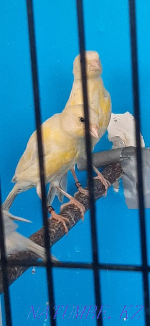 Colored canaries, yellow opal. Selling. Couple 50000 Astana - photo 2