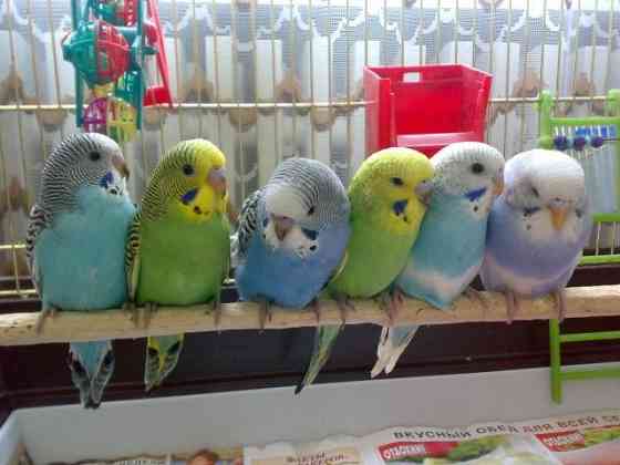 В продаже есть попугай волнистые Shymkent
