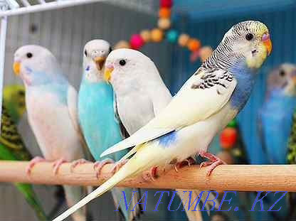 В продаже есть попугай волнистые Шымкент - изображение 3
