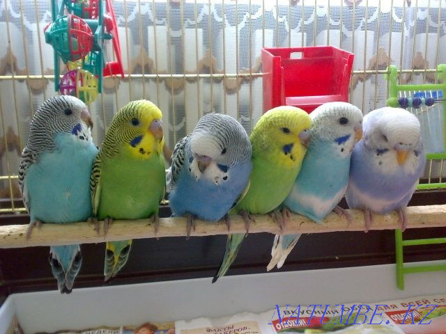 В продаже есть попугай волнистые Шымкент - изображение 2