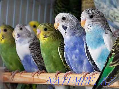 On sale there is a wavy parrot Shymkent - photo 1