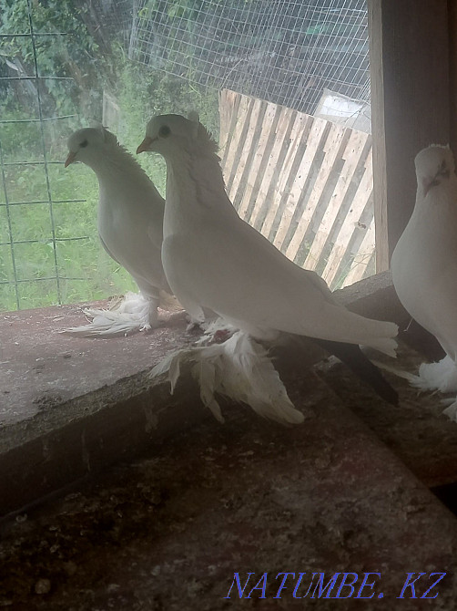 Распродаю голубей чернохвостых персов.  - изображение 3