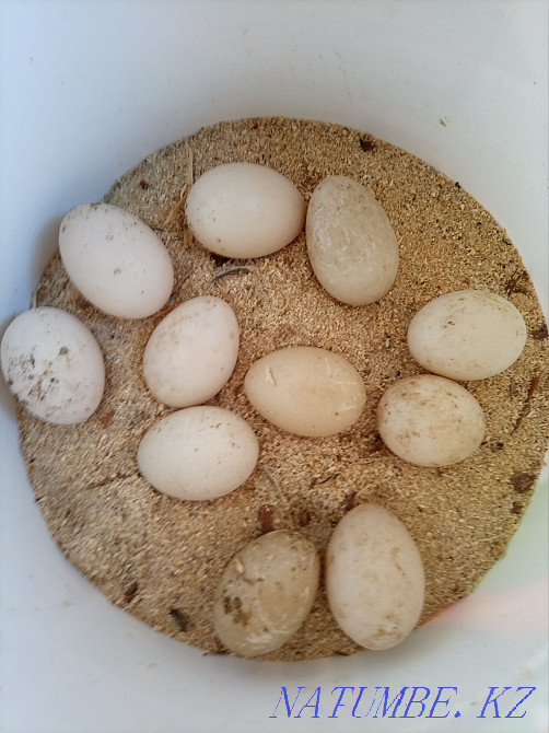 Indian woman f?myrtkalary satylada ba?asy 250tg refrigerator salynba?an. Мангистау - photo 1