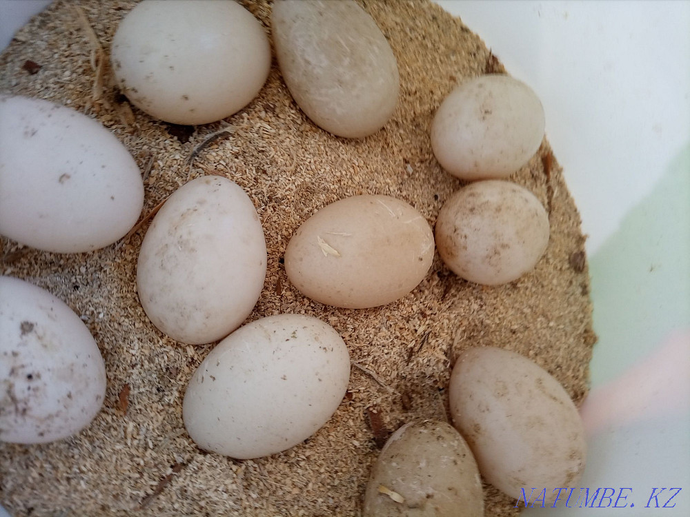 Indian woman f?myrtkalary satylada ba?asy 250tg refrigerator salynba?an. Мангистау - photo 2