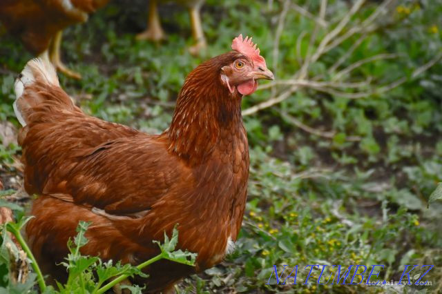 Цыплята Ломан браун подрощенные Семей - изображение 1