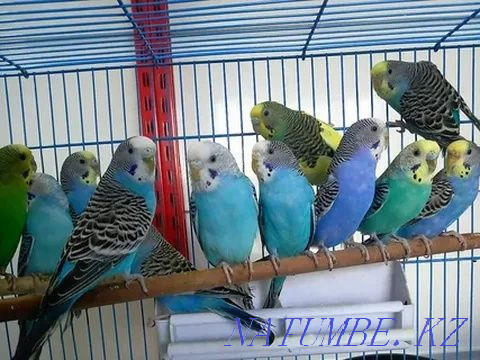 The Best Budgerigars for You Shymkent - photo 4