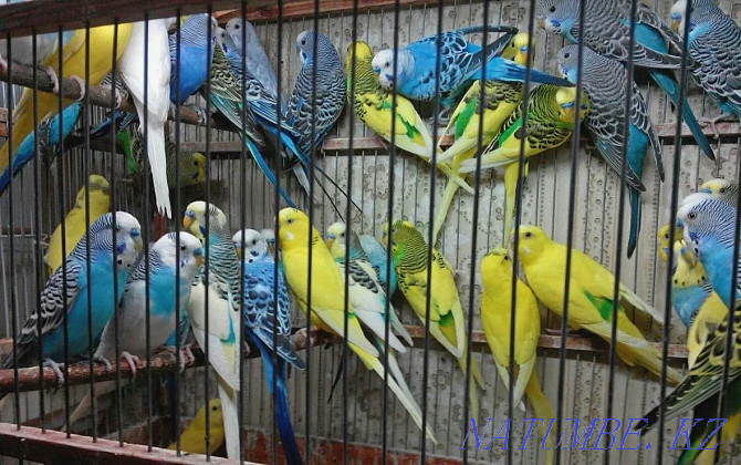 The Best Budgerigars for You Shymkent - photo 2
