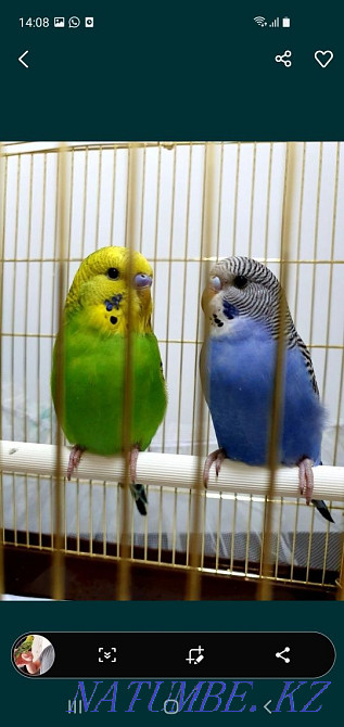 Продам волнистых папугайчиков Тараз - изображение 1