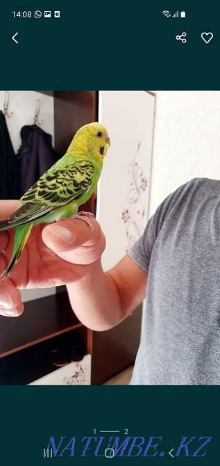 Продам волнистых папугайчиков Тараз - изображение 2