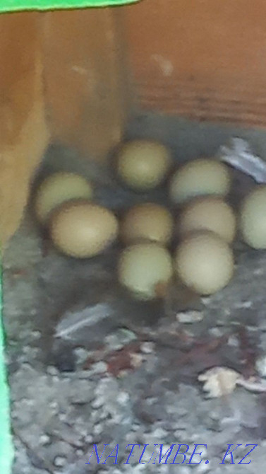 We sell pheasants! Taraz - photo 4