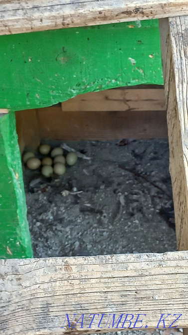 We sell pheasants! Taraz - photo 3