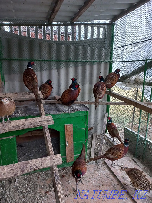 We sell pheasants! Taraz - photo 1