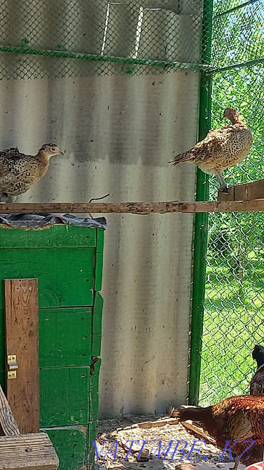 We sell pheasants! Taraz - photo 2