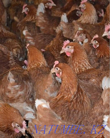 Sell laying hens Pavlodar - photo 2
