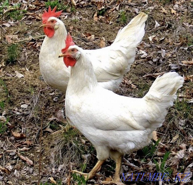 Sell laying hens Pavlodar - photo 1